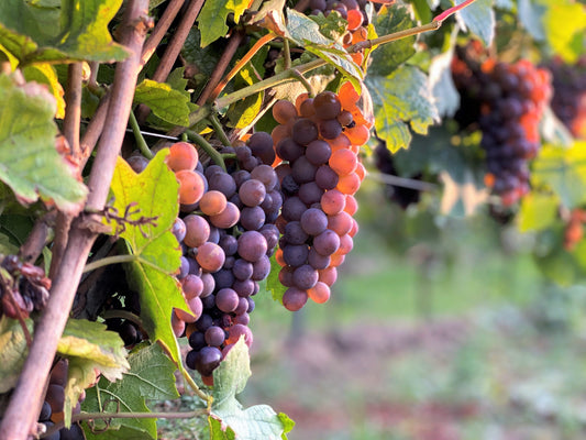 Vin bio, biodynamique ou nature : quelles différences dans votre verre ?