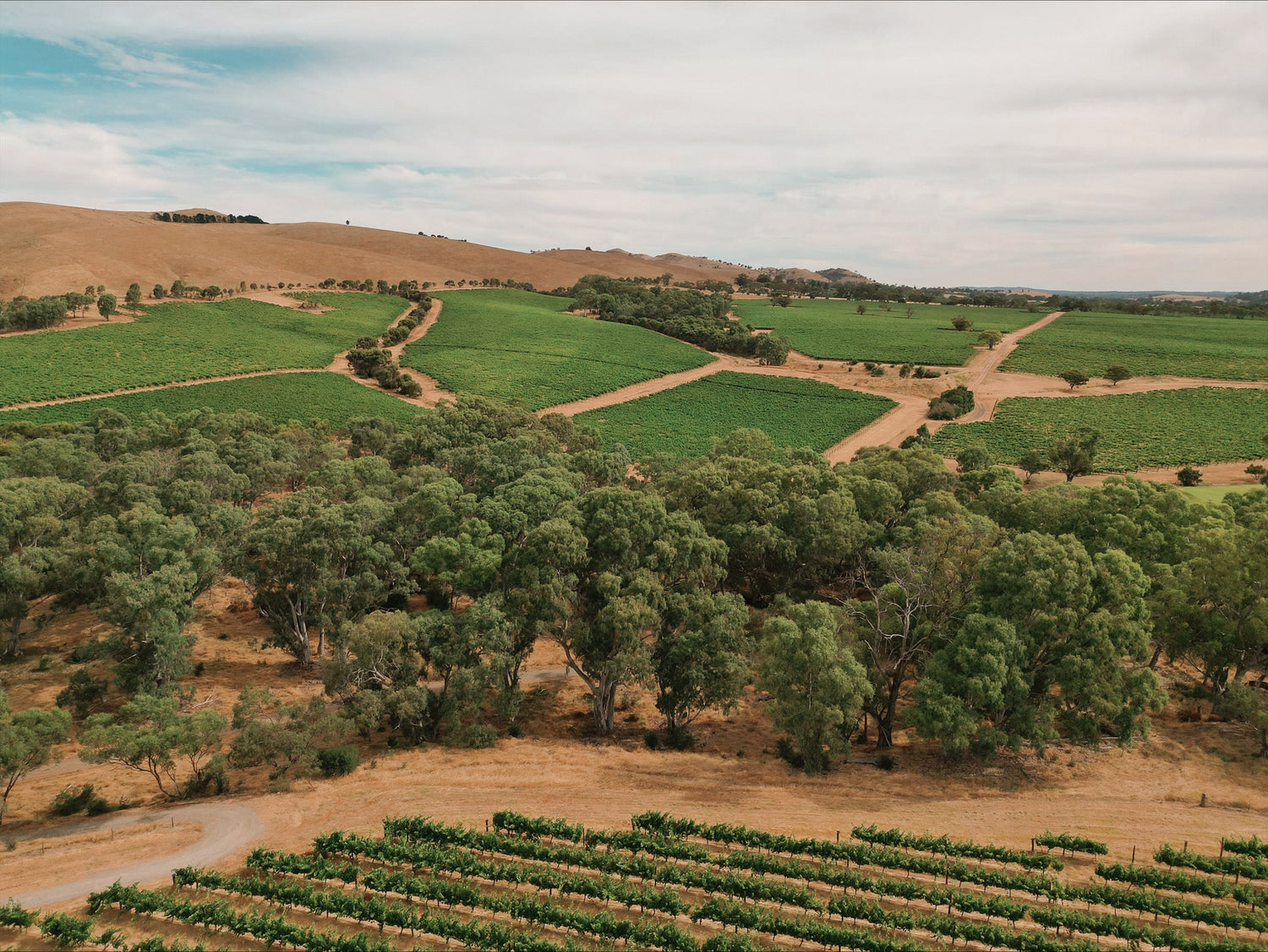 Paysage de vignes en Australie