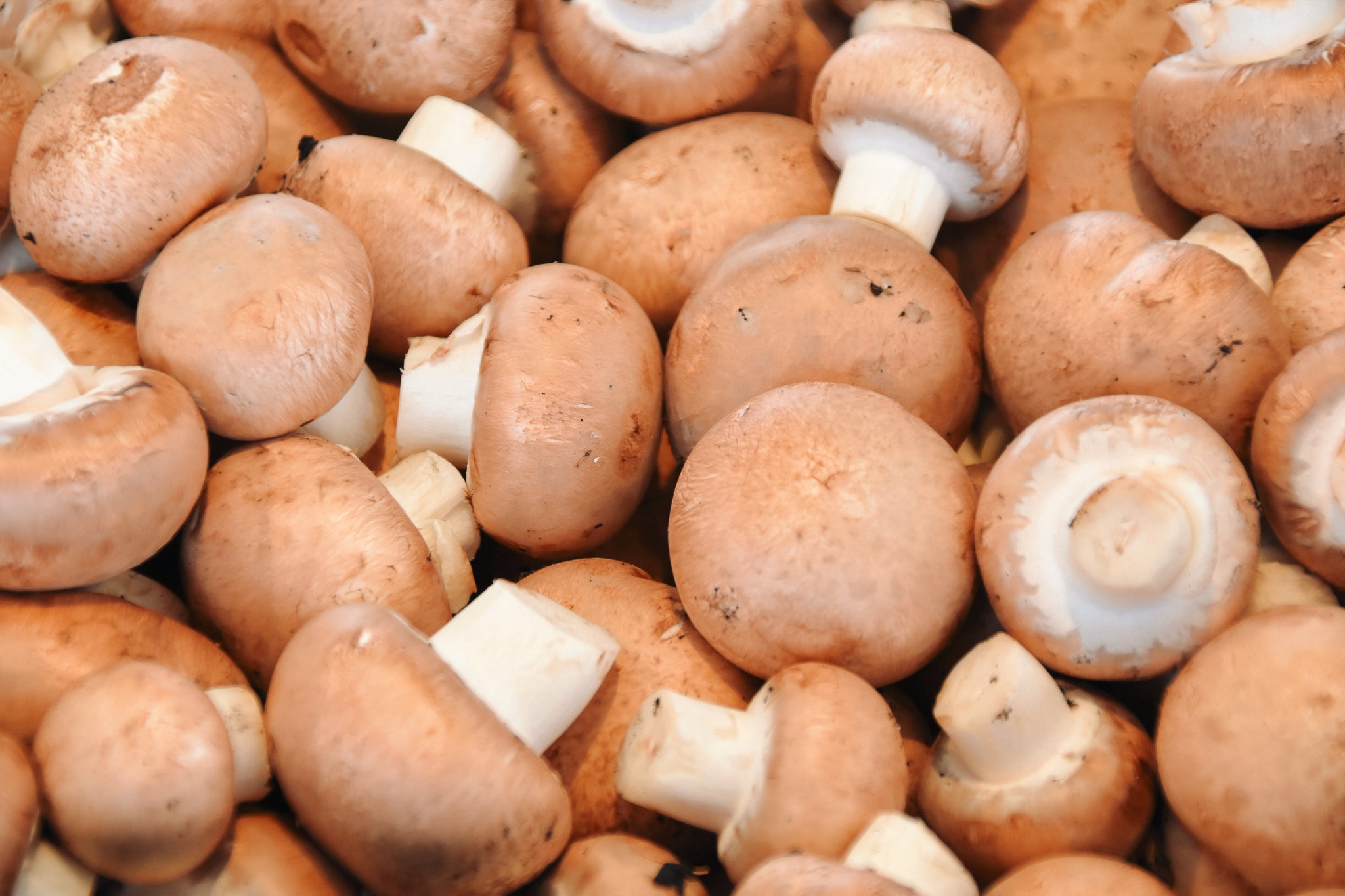 Visuel de champignons pour illustrer le goût umami - Crédit Photo : Waldemar
