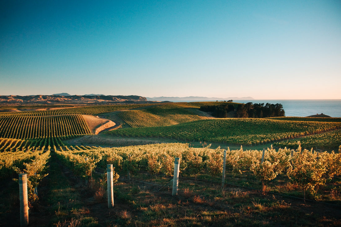 Marlborough, la success story néo-zélandaise