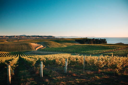 Marlborough, la success story néo-zélandaise