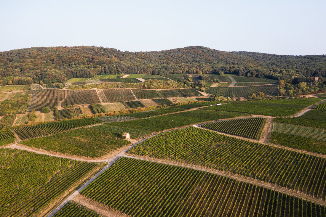 Des vins doux aux vins d’innovation : L’incroyable évolution des vins allemands