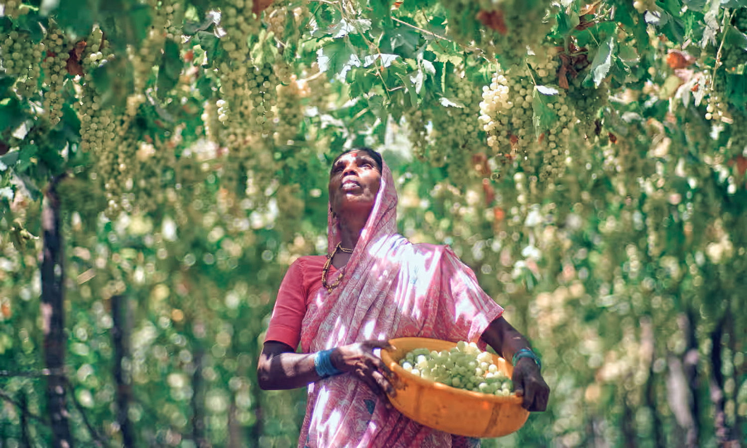 Femme indienne sous une vigne en pergola dans la région de Nashik