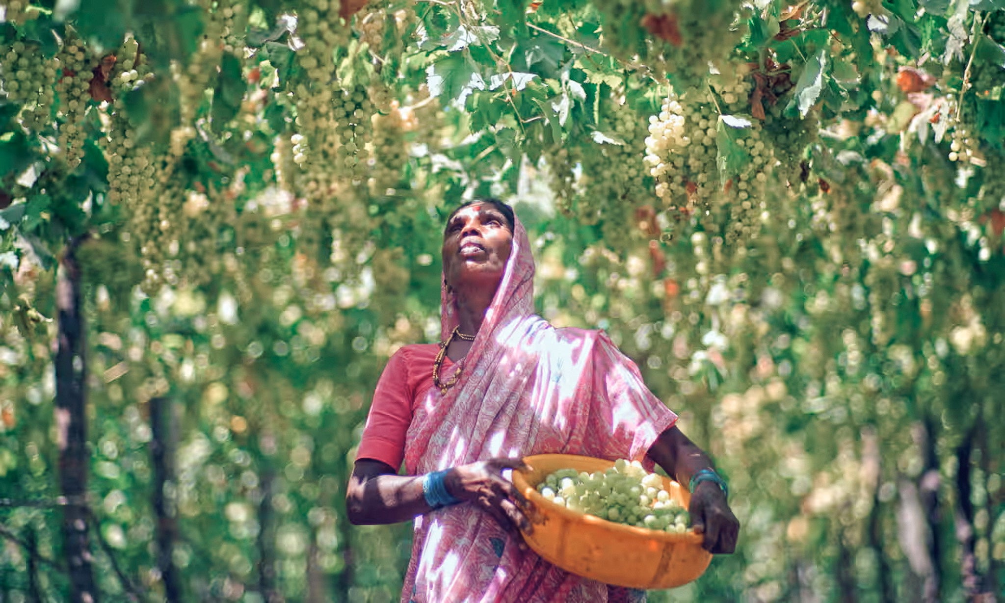 Femme indienne sous une vigne en pergola dans la région de Nashik