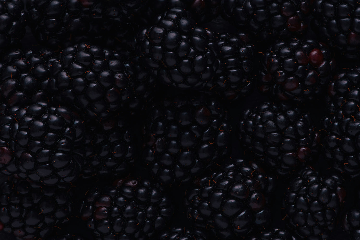 Mûres pour illustrer les arômes de vin rouge  - Crédit Photo : Aurel Serban