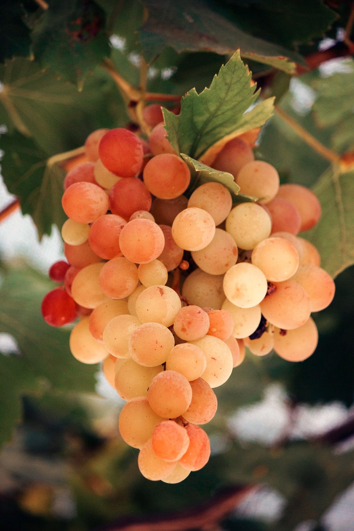 Grappe de raisin blanc à la peau jaune orangée - Crédit Photo : Cengiz Ozarpat