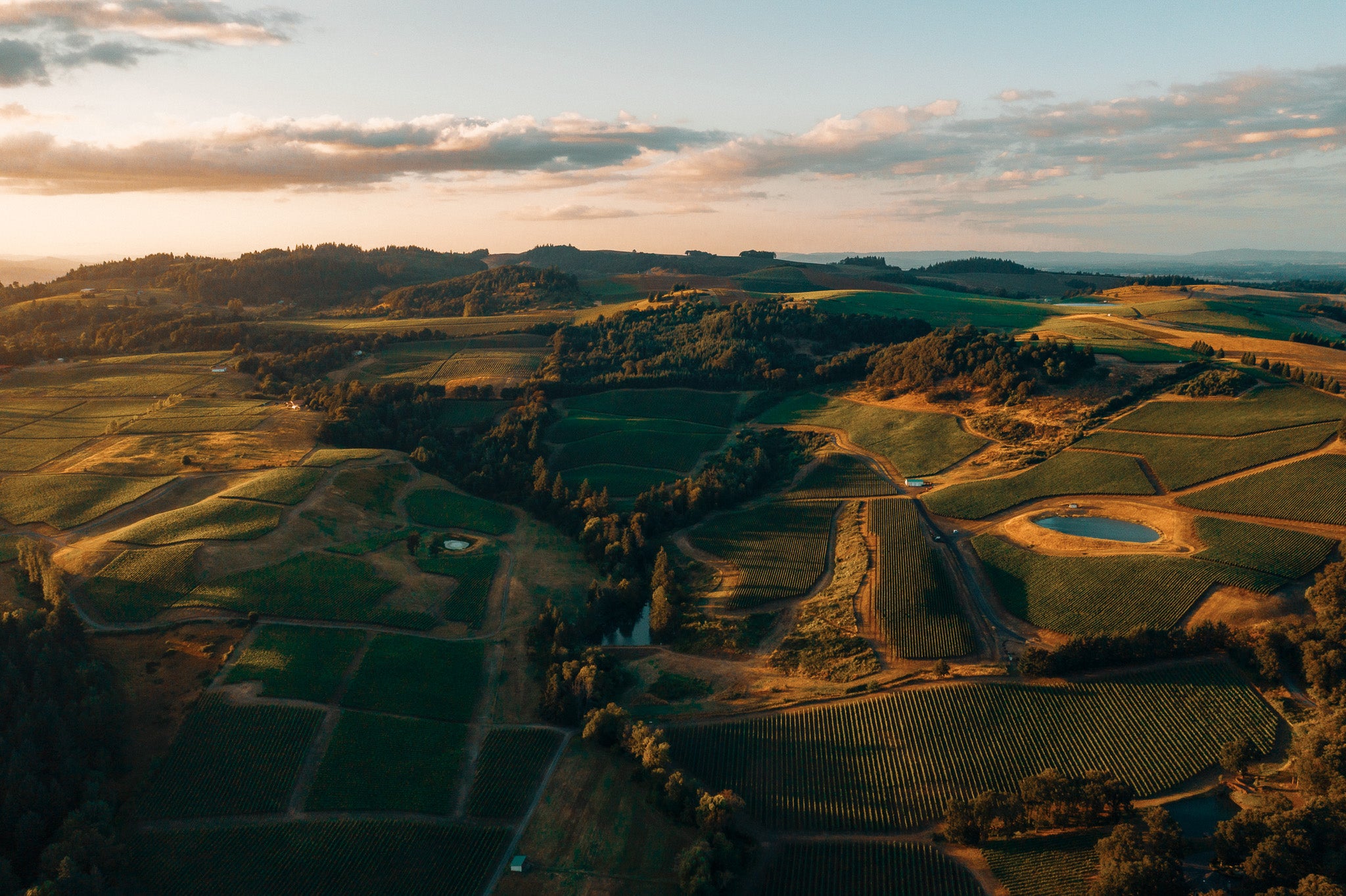 Vue des vignes de l'Oregon - Crédit Photo : Dan Meyers