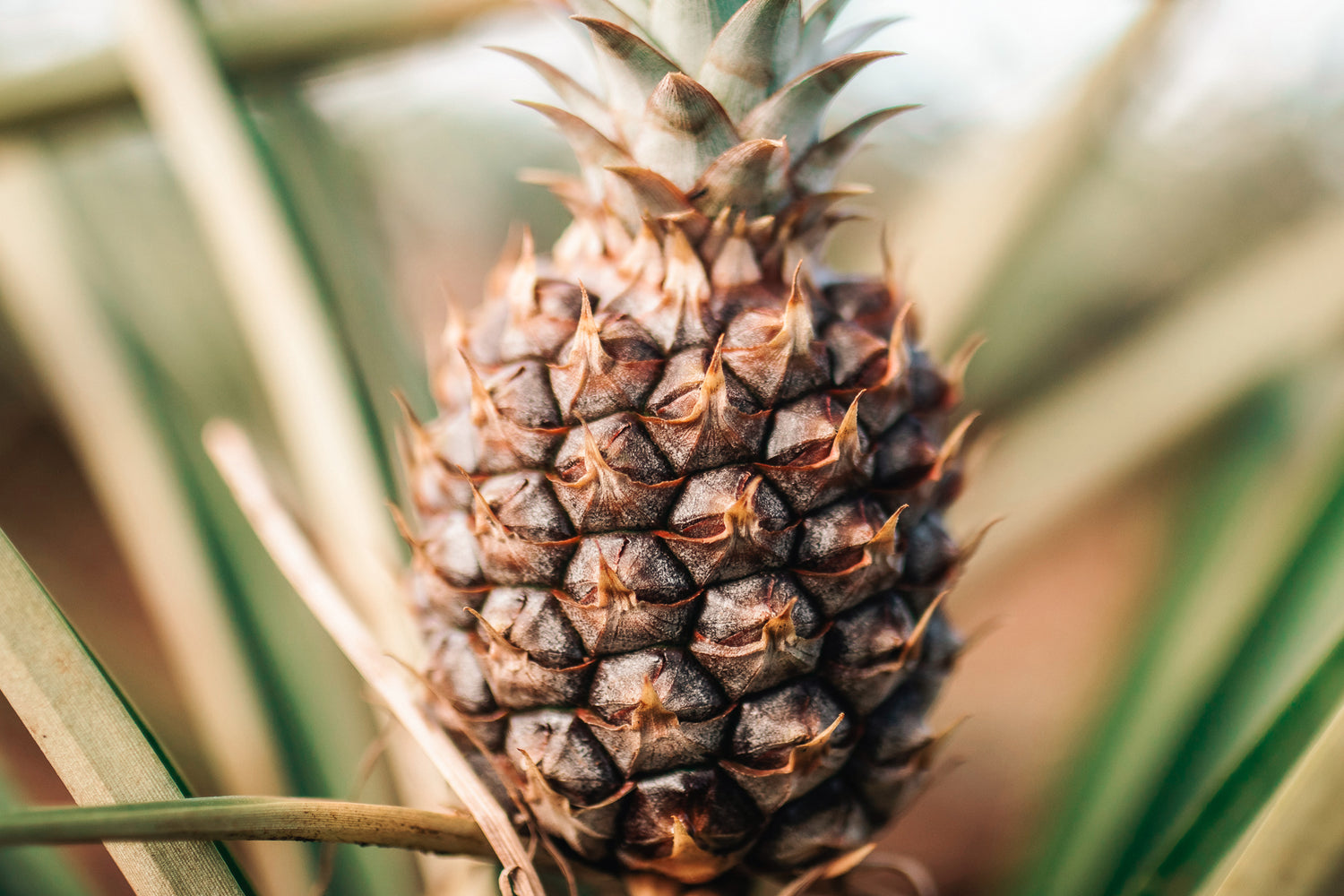 Ananas pour illustrer les arômes des Chenin Blanc indiens - Crédit Photo : Esteban Benites