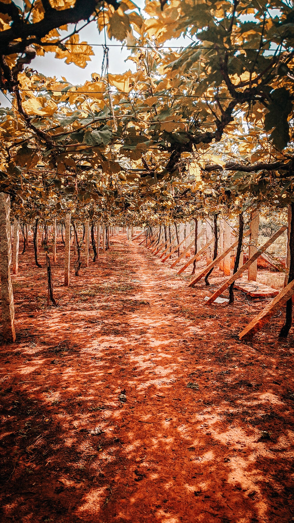 Vue de vignes en pergola en Inde - Crédit Photo : Faris Mohammed