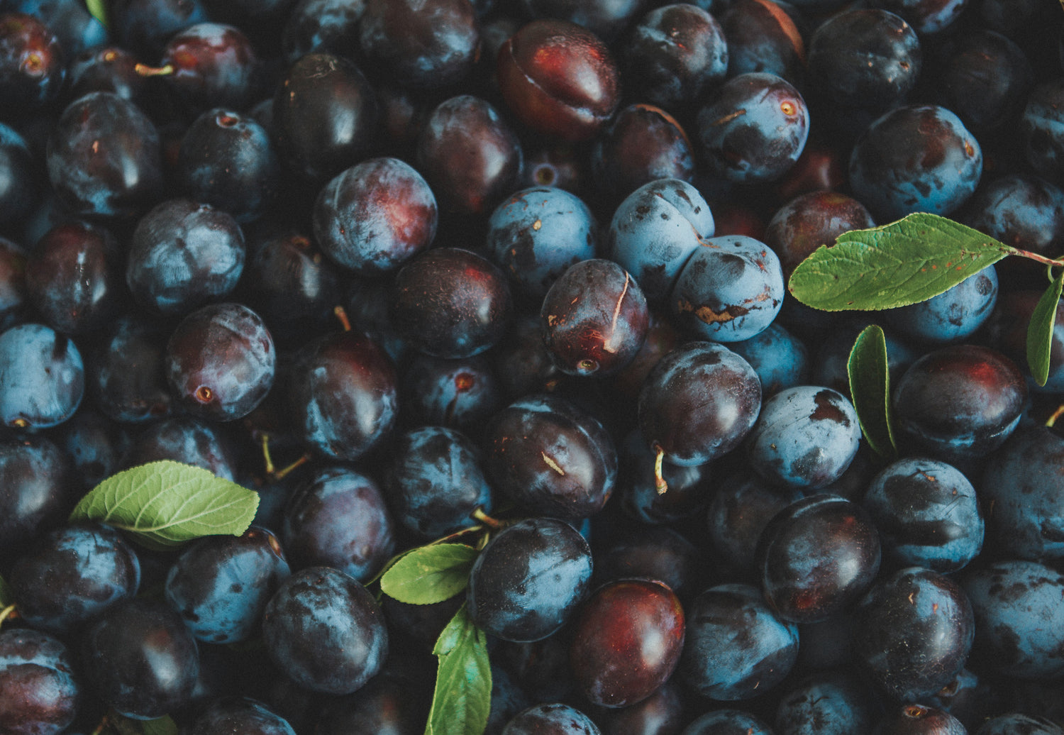 Prunes pour illustrer les arômes des vins rouges - Crédit Photo : Jasper Benning